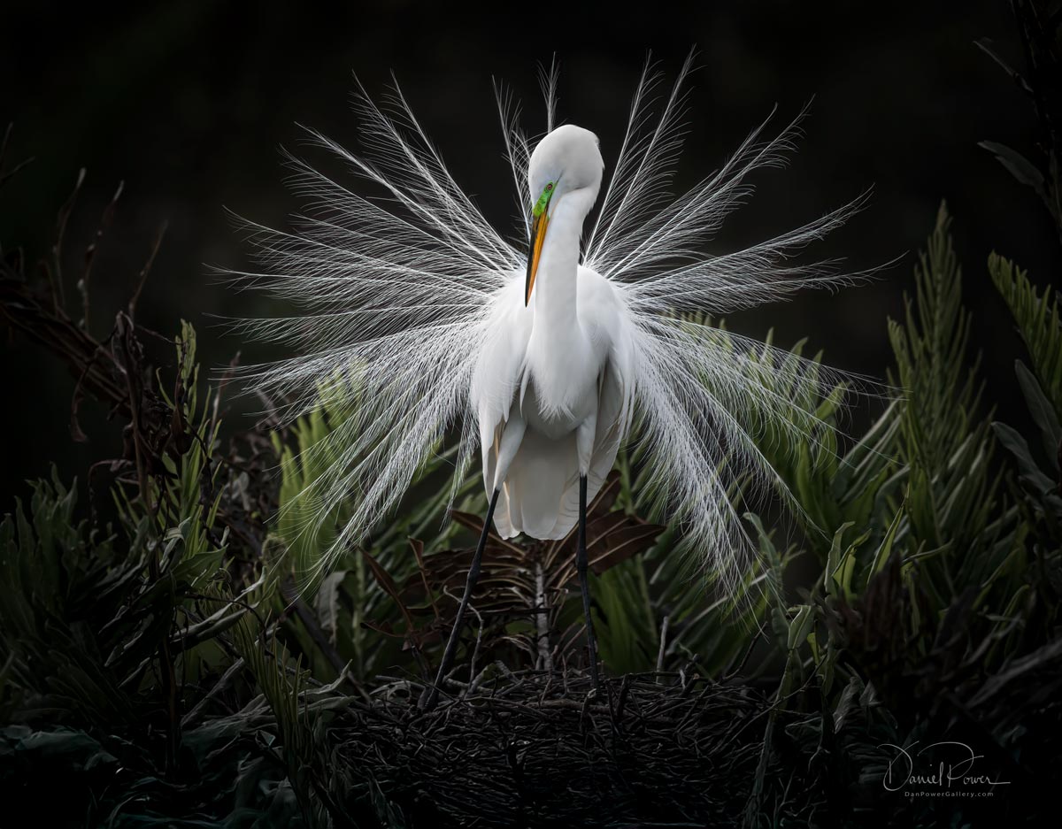 Great Egret Editorial Only